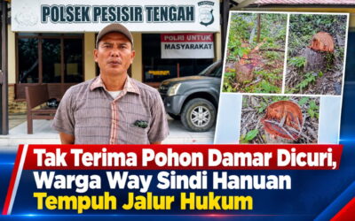 Tak Terima Pohon Damar Dicuri : Warga Pekon Way Sindi Hanuan Tempuh Jalur Hukum