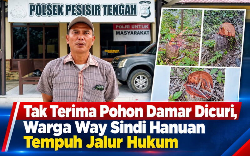 Tak Terima Pohon Damar Dicuri : Warga Pekon Way Sindi Hanuan Tempuh Jalur Hukum